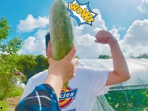 吃瓜爆料大全网红,吃瓜爆料大全深度解析